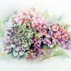 Hortensia