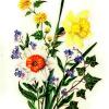 Narcisse et Myosotis