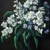 Giroflées blanches
