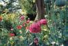 Jardin 2